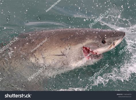 59 Shark Bite Wound Images, Stock Photos & Vectors | Shutterstock