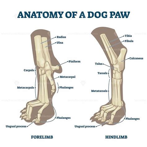 Anatomy of dog paws with forelimb and hindlimb bones vector ...