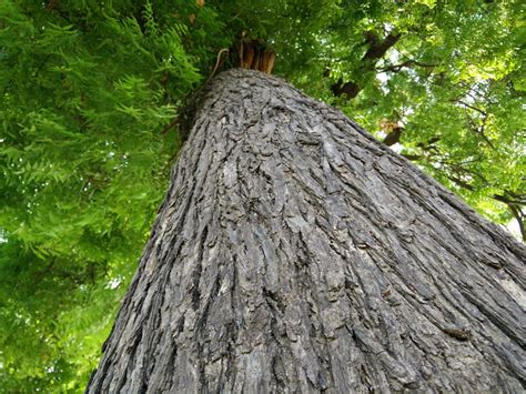 Free Images Wilderness Branch Wood Trail Leaf Trunk Spruce