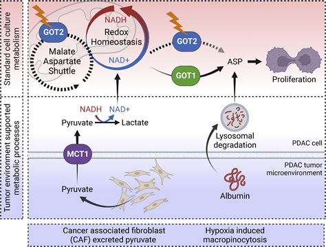 Targeting PDAC Metabolism Environment Determines What Has GOT2 Give