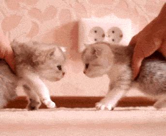 Cat GIF - Find & Share on GIPHY