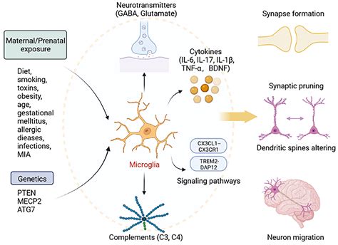 Frontiers Microglia Synaptic Modulator In Autism Spectrum Disorder