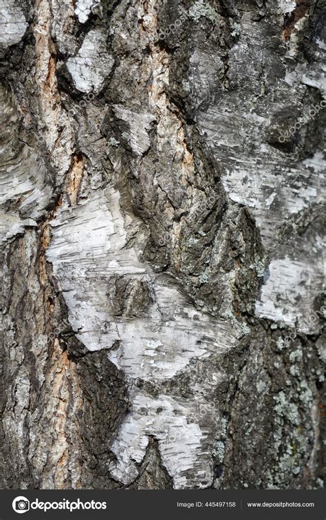 Common Birch Bark Detail Latin Name Betula Pendula Stock Photo By