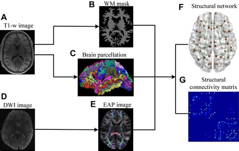 Frontiers Development Of Brain Structural Networks Over Age A