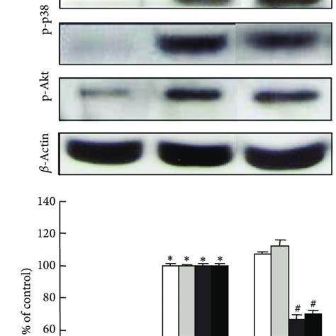 Morphological Change In Macrophage Raw Cells Morphology Of