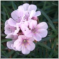 Irish Wildflowers - Thrift