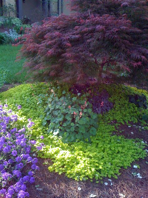 Japanese maple-verbena-creeping jenny-coral bells-Asheville - OFFSHOOT ...