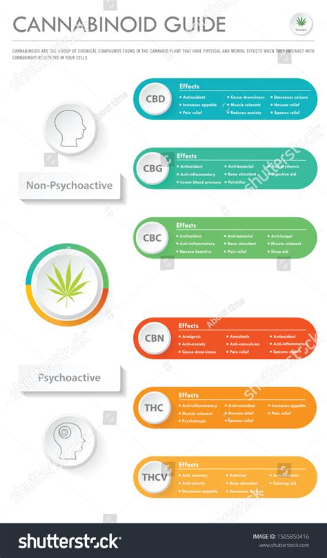 Cannabinoid Guide Vertical Business Infographic Illustration Stock