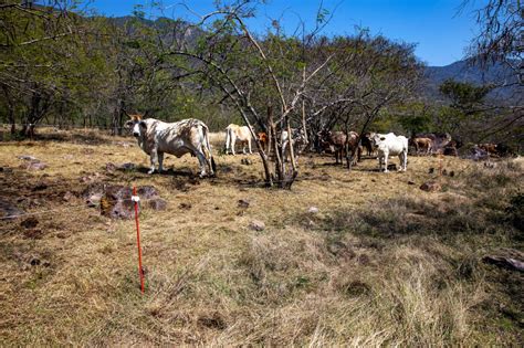 Sistema Silvopastoril Nuevo Rumbo De La Ganader A Hacia Modelos