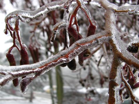 Free Images Tree Nature Branch Snow Cold Winter Leaf Flower