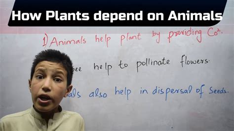 How Plants Depend On Animals Youtube