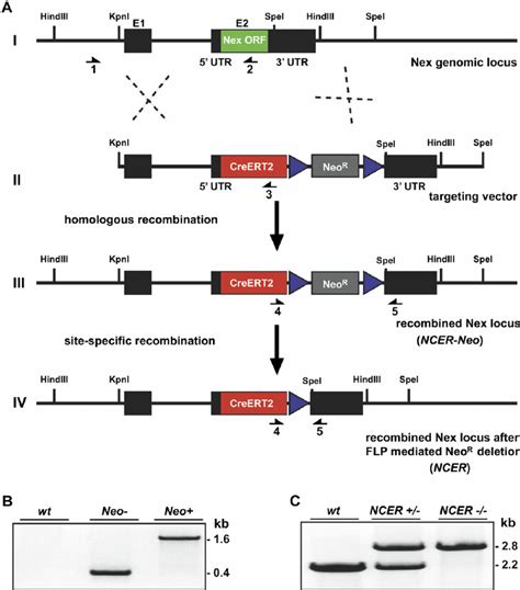 Strategy To ‘‘knock In Creert2 Into The Mouse Nex1 Gene A 1