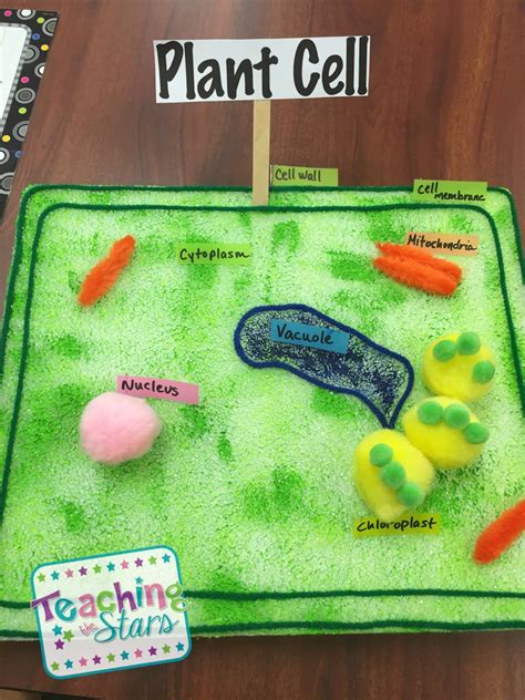 Animal And Plant Cell Models Teaching The Stars