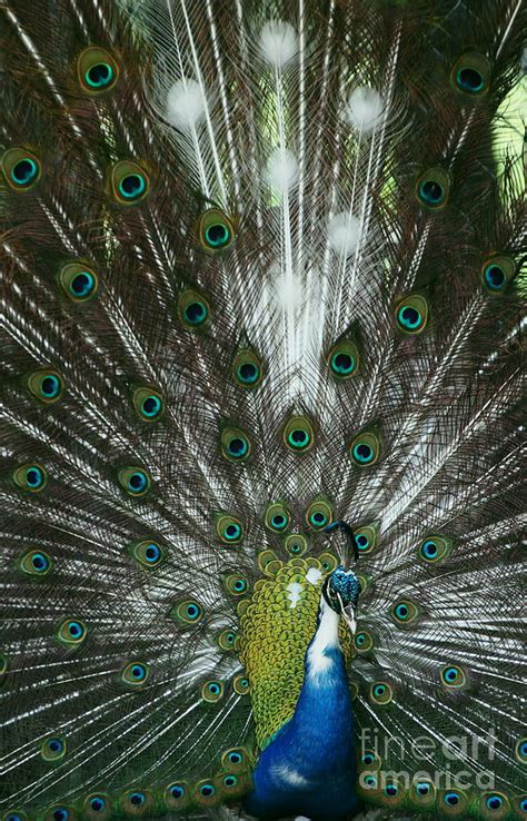 Pied Peacock Displaying Photograph By Myrna Bradshaw Fine Art America