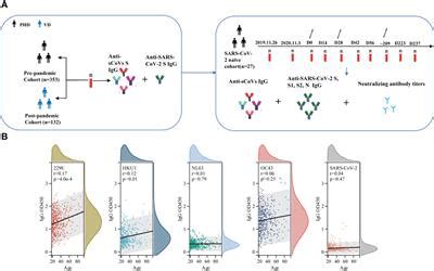 Frontiers Effect Of Seasonal Coronavirus Immune Imprinting On The