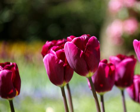 Tulip 'Purple Lady' bulbs — Buy online at Farmer Gracy UK