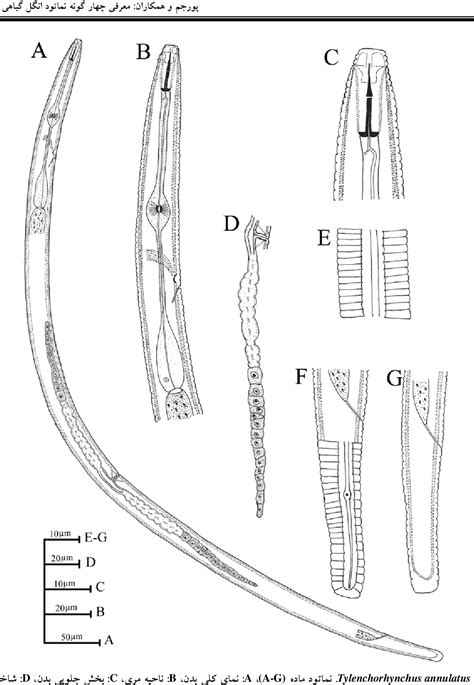 Figure 4 from SOME SPECIES OF PLANT PARASITIC NEMATODE FROM IRAN ...