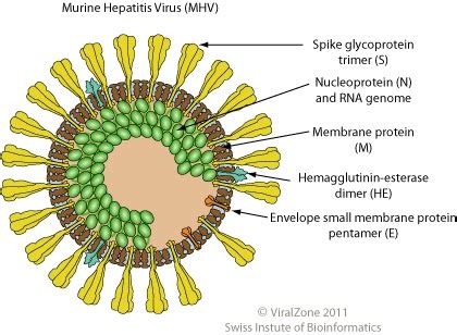 Coronavirus Helical - Alert Nation