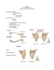 Note Outline For Appendicular Skeleton Lab Lecture Pdf Biol