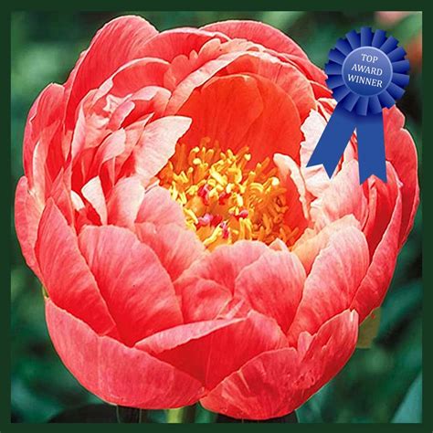 Paeonia Coral Charm Peony Sugar Creek Gardens