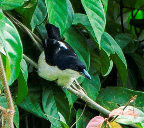 43 Common Tropical Rainforest Birds - The Worlds Rarest Birds