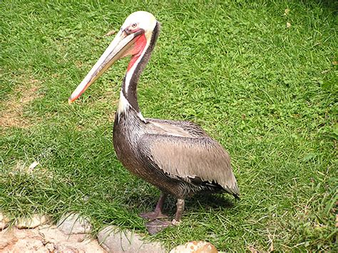 Pelecanus occidentalis carolinensis / Eastern brown pelican in zoos