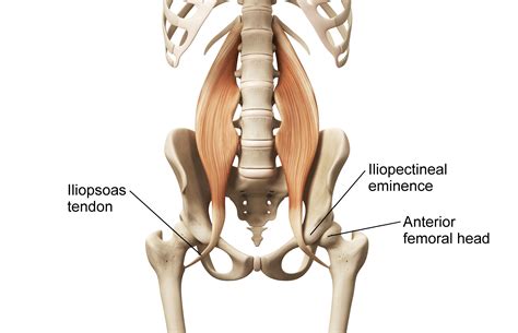 Diagram Of Hip Muscles And Tendons / Upper Leg Muscles And Tendons : Muscles of posterior