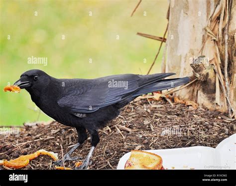 Crow eating meat hi-res stock photography and images - Alamy