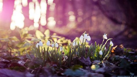 3 Nature - Early Spring Fb Covers - 1366x768 - Download HD Wallpaper ...