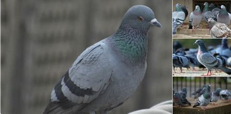 How To Control Pigeons Pest Control Southside