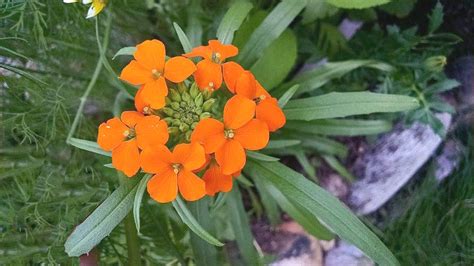 Siberian Wallflower Erysimum Allionii Organically Grown Flower Seeds