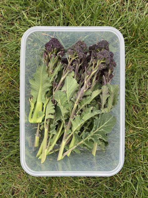 How To Grow Organic Purple Sprouting Broccoli And Cook It Jack Wallington Nature And Gardens