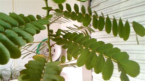 Em Que Período Do Dia As Folhas Se Contraem - FOLHAS DE PLANTAS QUE FECHAM A NOITE E ABRE DURANTE O DIA POR GERSON ...