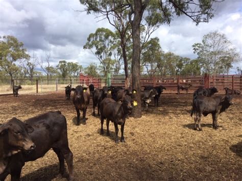 1 Deck Mixed Sex Weaners Jim Pola Digital Marketing