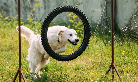 DIY Backyard Playground Ideas for your Dog | Blog