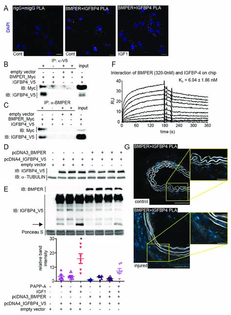 BMPER Physically Interacts With Insulin Like Growth Factor Binding