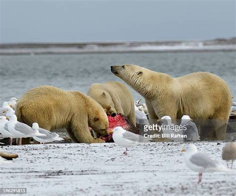 160 Polar Bear Meat Stock Photos, High-Res Pictures, and Images - Getty Images