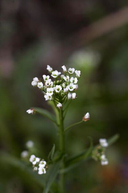 Una Planta Con Flores Blancas Y Hojas Verdes Foto Premium