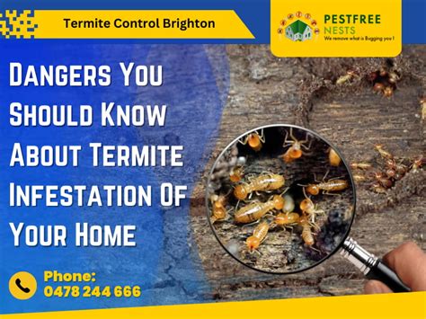 Dangers You Should Know About Termite Infestation Of Your Home