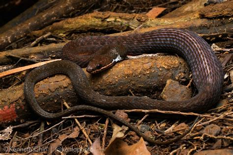 Zigzag Lined Water Snake From Gingoog Misamis Oriental Philippines On