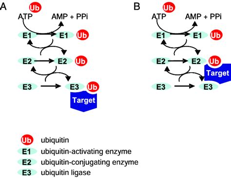 Schematic Representation Of Ubiquitin Enzymatic Cascade Ubiquitin Is Download Scientific