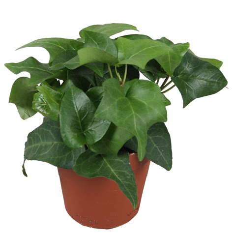 Hedera Helix Mein Herz Plant Wholesale Floraccess