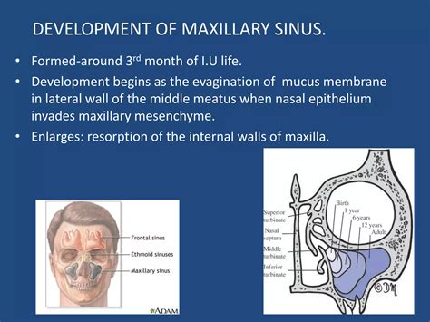 Developement Of Maxilla And Mandible Ppt