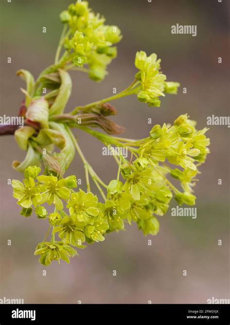 Acer platanoides blumen Fotos und Bildmaterial in hoher Auflösung Alamy