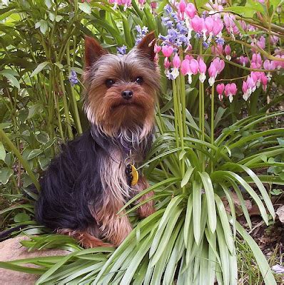 Miniature Yorkshire Terrier: Yorkie Rescue