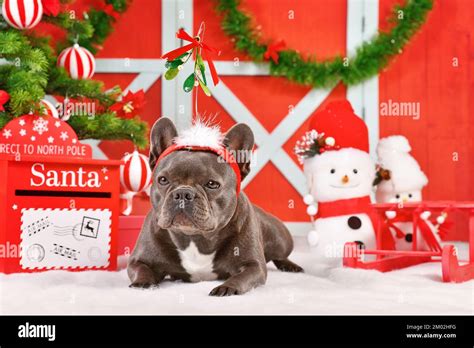 French Bulldog Dog Wearing Christmas Mistletoe Headband Between Festive