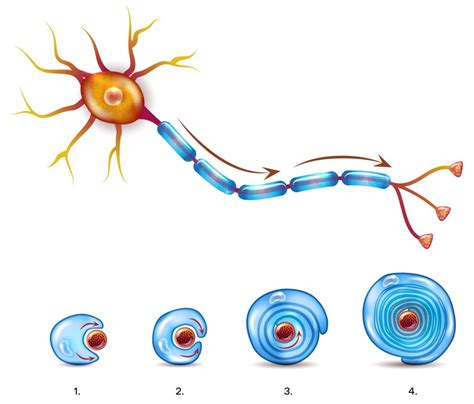 Myelin Sheath