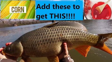 Late Fall Carp Fishing Catching Multiple Carp With Corn Youtube