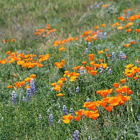 2023 California Super Bloom Guide The Best Locations For Wildflower