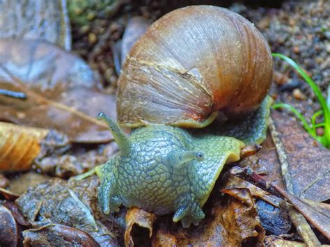 Free Slug Snail Images Pixabay